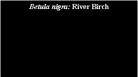 Text Box: Betula nigra: River Birch