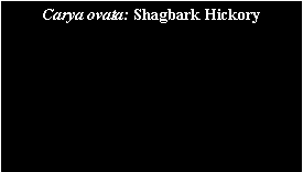 Text Box: Carya ovata: Shagbark Hickory