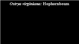 Text Box: Ostrya virginiana: Hophornbeam