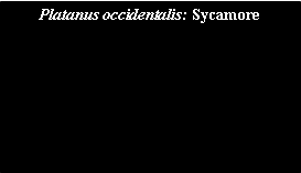 Text Box: Platanus occidentalis: Sycamore