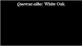 Text Box: Quercus alba: White Oak