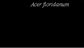 Text Box: 		Acer floridanum