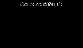 Text Box: Carya cordiformis