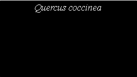 Text Box: Quercus coccinea