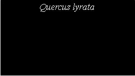 Text Box: Quercus lyrata	