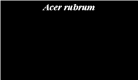 Text Box: Acer rubrum