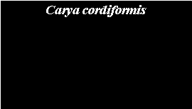 Text Box: Carya cordiformis