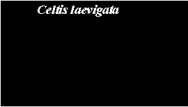 Text Box: 	Celtis laevigata