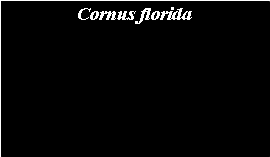 Text Box: Cornus florida