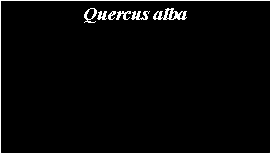 Text Box: Quercus alba