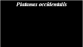 Text Box: Platanus occidentalis