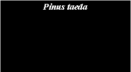 Text Box: Pinus taeda