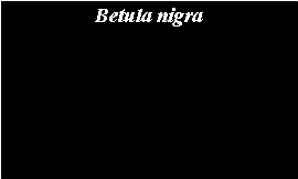 Text Box: Betula nigra