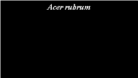 Text Box: Acer rubrum