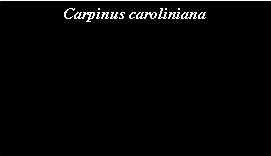 Text Box: Carpinus caroliniana