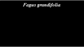 Text Box: Fagus grandifolia