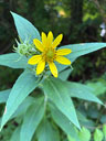 Helianthus resinosus