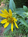 Helianthus resinosus