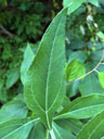 Helianthus resinosus