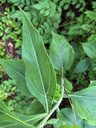 Helianthus resinosus