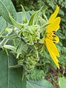 Helianthus resinosus