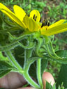 Helianthus resinosus