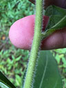 Helianthus resinosus