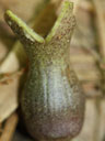 Hexastylis arifolia