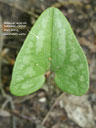Hexastylis arifolia
