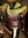 Hexastylis rosei