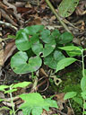 Hexastylis rosei