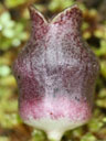 Hexastylis rhombiformis