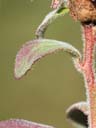 Ludwigia pilosa leaf