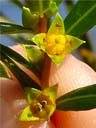 Ludwigia sphaerocarpa flower
