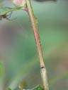 Ludwigia sphaerocarpa stem