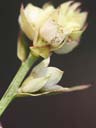 Ludwigia suffruticosa flower