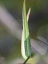 Ludwigia suffruticosa leaf