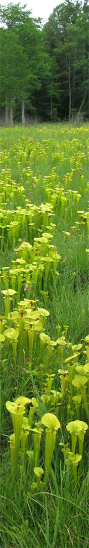 Shaken Creek Savanna