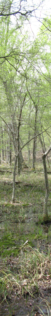 Uwharrie Upland Depressional Forest