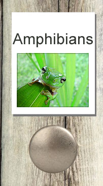 Amphibians