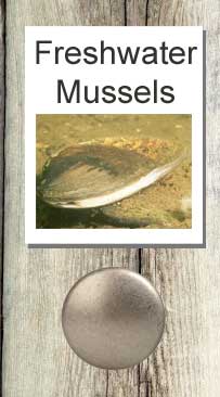 Freshwater mussels