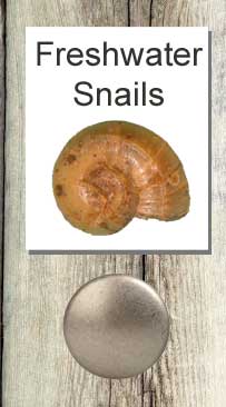 Freshwater snails