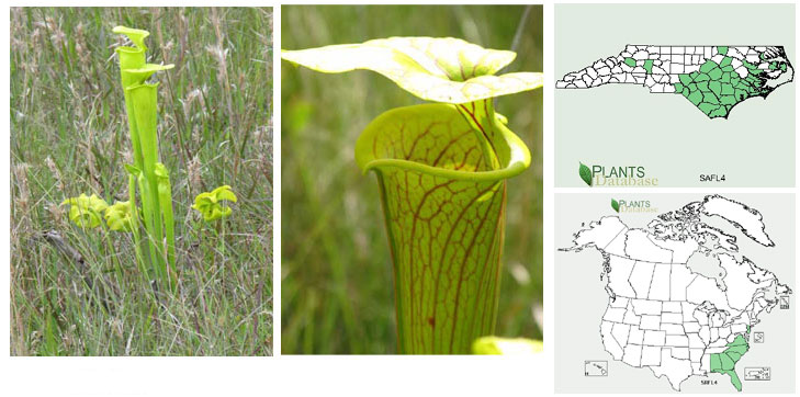 Sarracenia flava