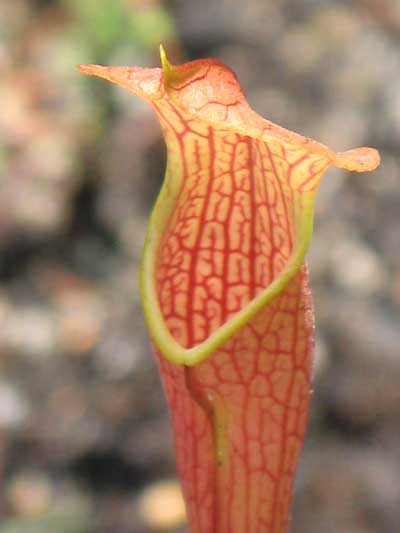 Pitcher of Sarracenia jonesii