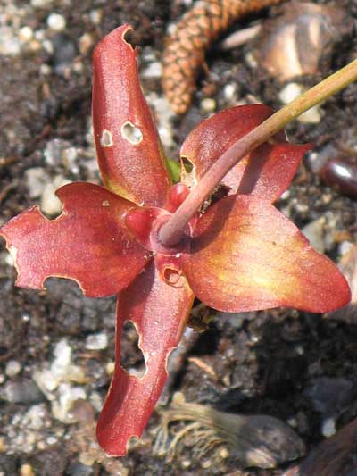 Sepals of Sarracenia jonesii