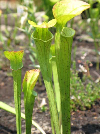 Pitchers of Sarracenia oreophila