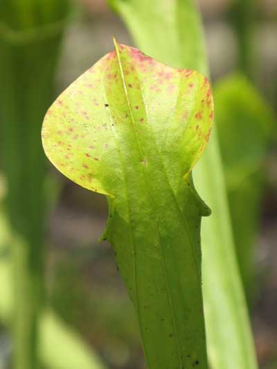 Hood (back) of Sarracenia oreophila