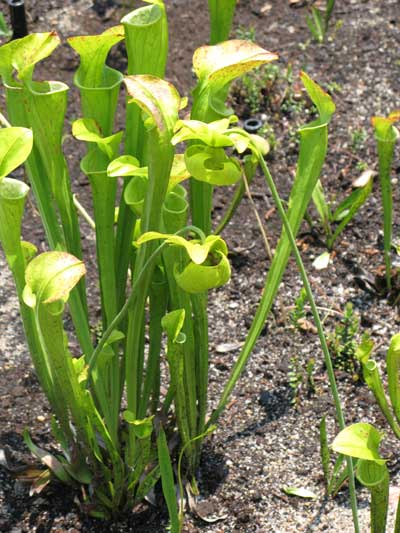 Inflorescence of Sarracenia oreophila