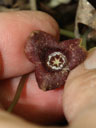 Hexastylis naniflora flower