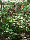 Hexastylis naniflora habitat